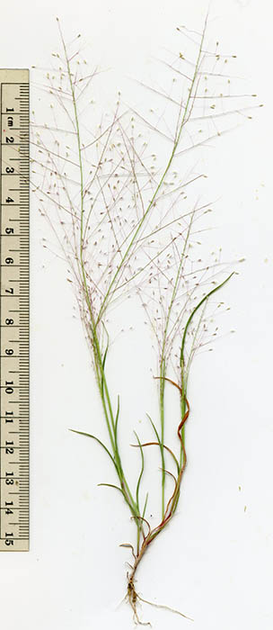  Muhlenbergia fragilis
